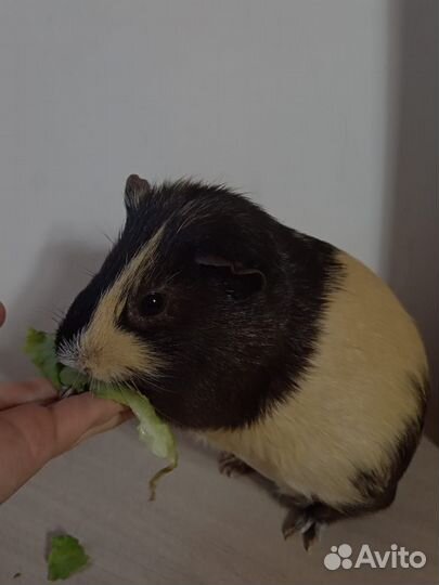 Морская свинка мальчик