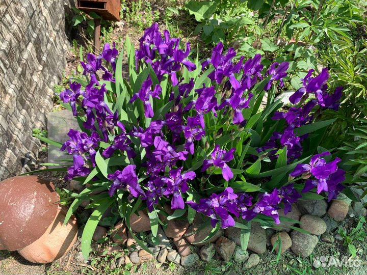 Мирикария Ирисы Подставка для цветов