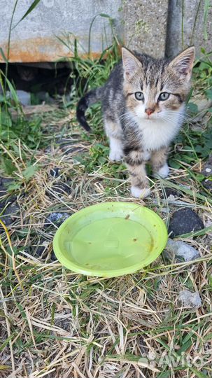 Котята в добрые руки бесплатно