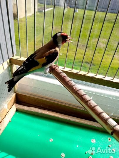 Певчие лесные птицы