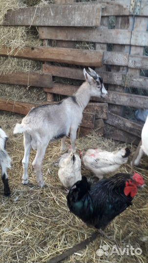 Коза дойная