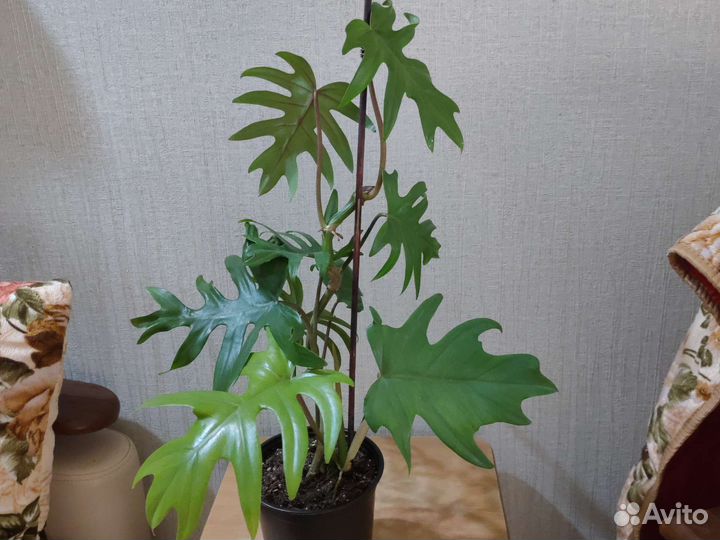 Филодендрон 