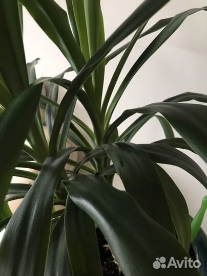 Пальма Юкка