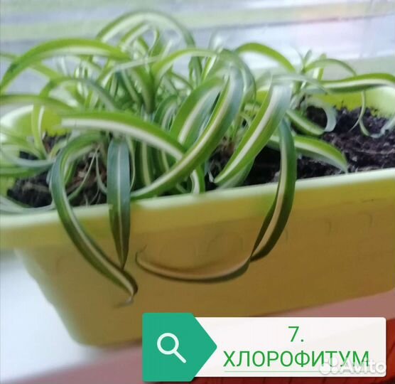 Спатифилум белый (женское счастье)