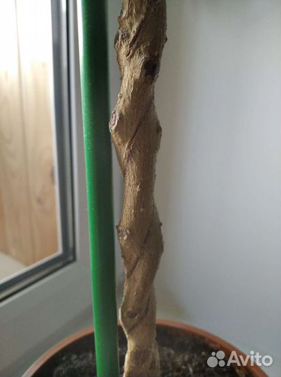 Фикус бенджамина+Опора+Земля