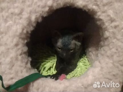 Донской сфинкс котята
