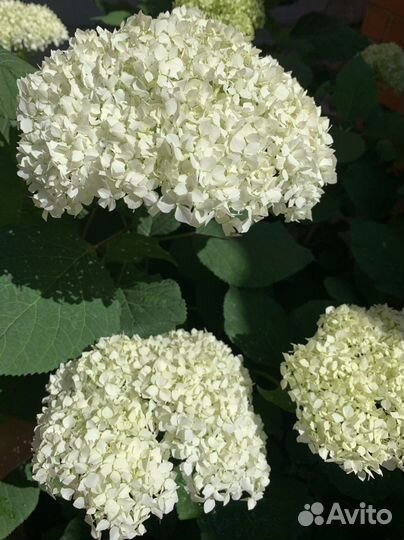 Саженцы гортензии белой, сирень сиреневая
