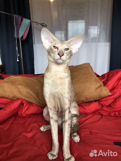 Ориентальный кот вязка