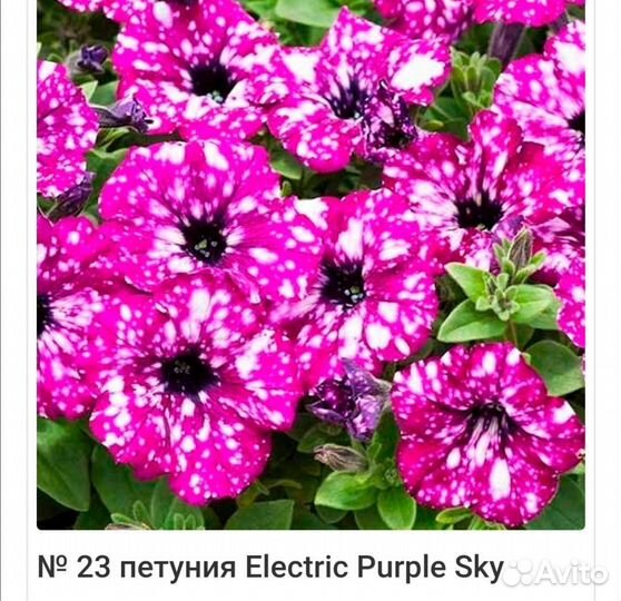Петуния