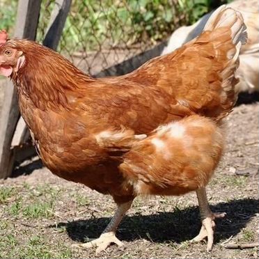 Несушки бесплатная доставка