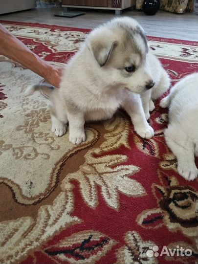 Щенки хаски