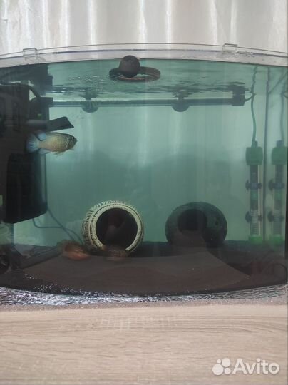 Аквариум с рыбками