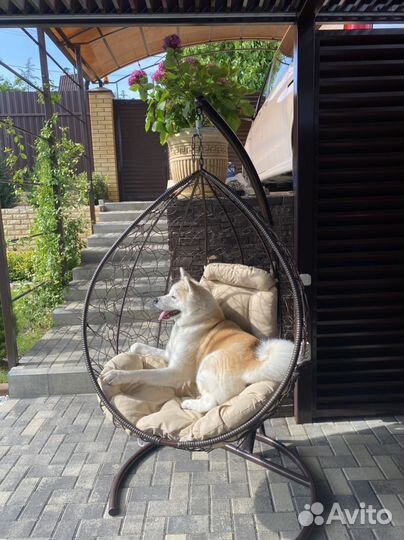 Шерсть собачья акиты