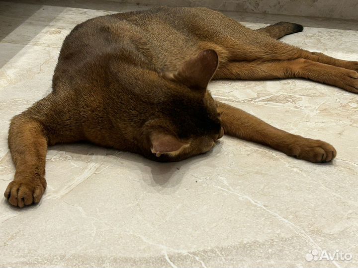 Кот на вязку