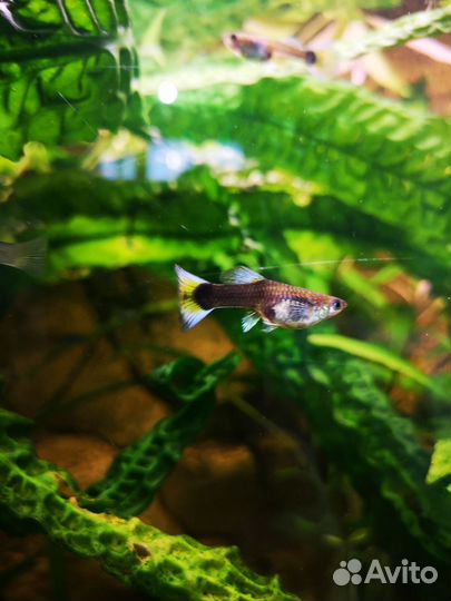 Ампулярии, гуппи, сомики анциструсы, креветки