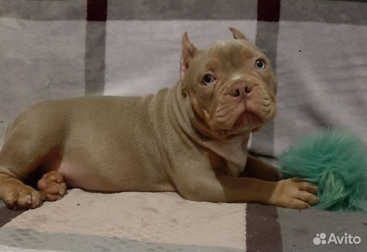 Американский булли покет щенки авкс