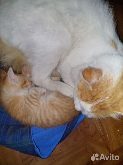 Рыжая кошечка