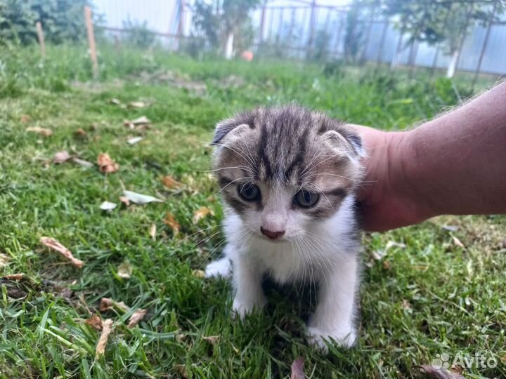 Котята от веслоухой кошки