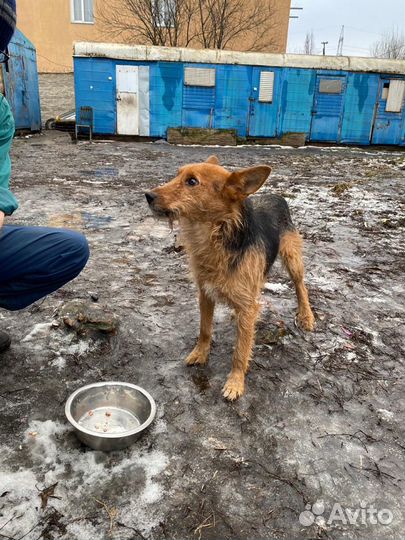 Оззи ищет дом