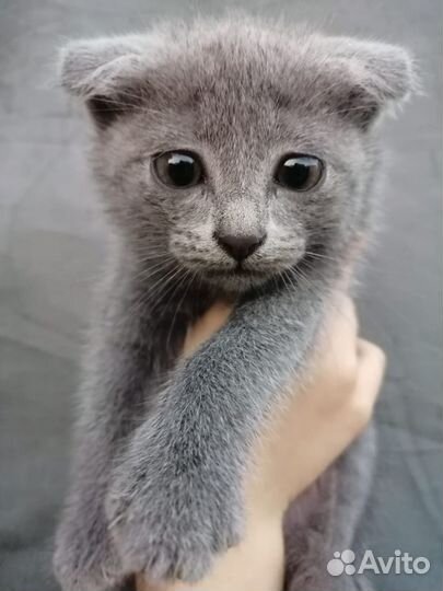 Котята в добрые руки бесплатно