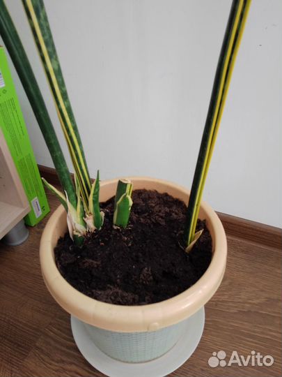 Сансевиерия Лауренти (с жёлтой полос) Щучий хвост