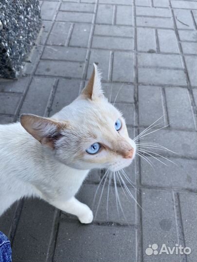 Тайский кот