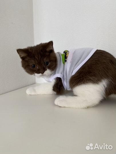 Британский котёнок шоколад биколор