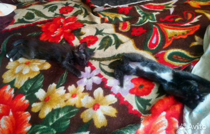 Котята 2 мальчика