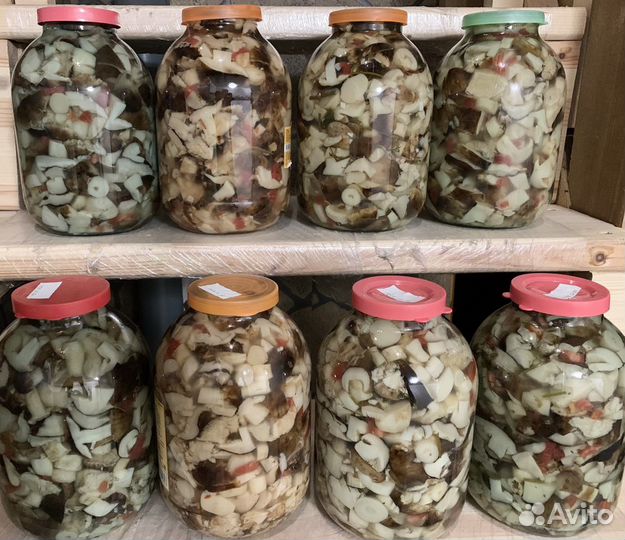 Грибы тополиная рядовка