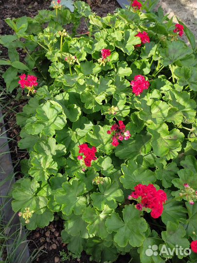 Пеларгония герань