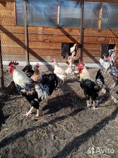 Инкубационное яйцо породных кур