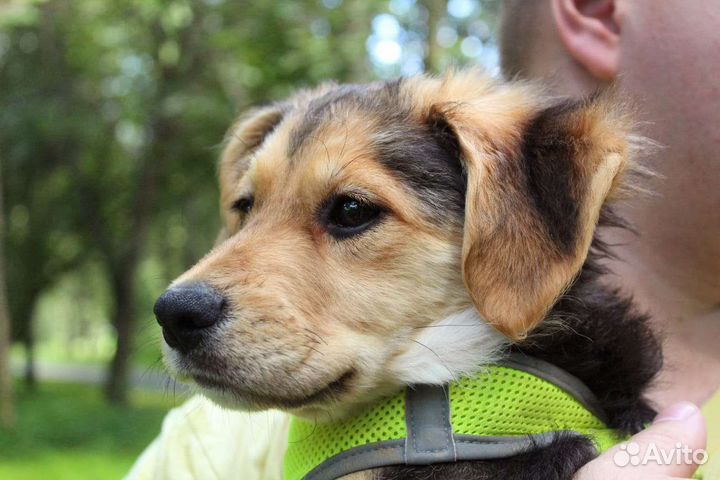 Щенок в дар