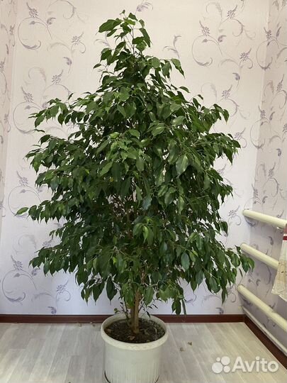 Фикус бенджамина большой