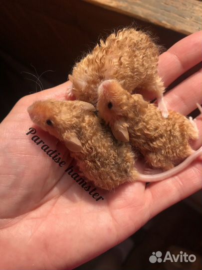 Мышки кучерявые и сатиновые декоративные