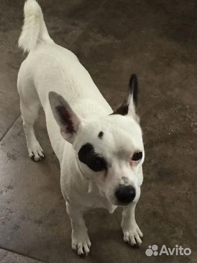 Потерялась собака