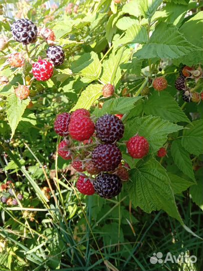 Саженцы черной малины (ежемалины, ежевики)