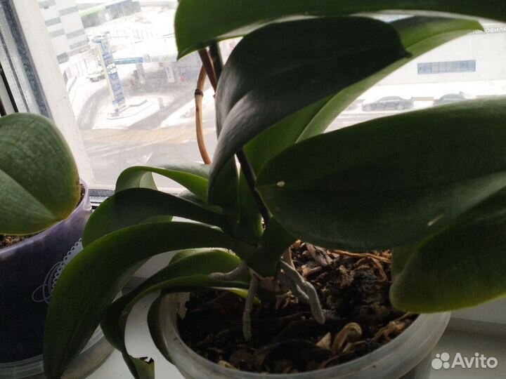 4 орхидеи,взрослые