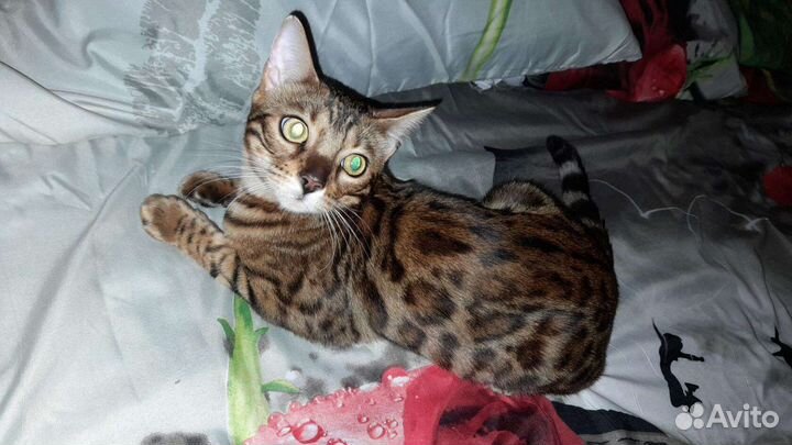 Бенгальская кошка
