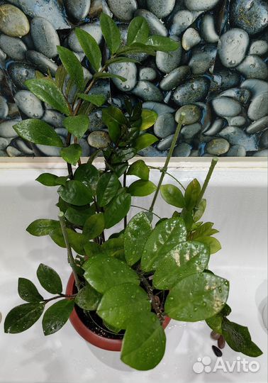 Замиокулькас