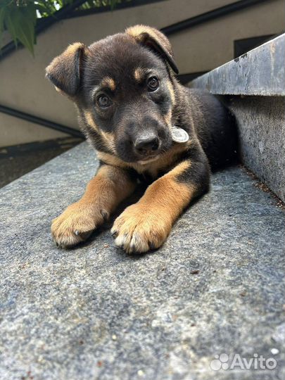 Щенки немецкой овчарки бесплатно