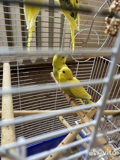 Волнистый попугай самка и самец