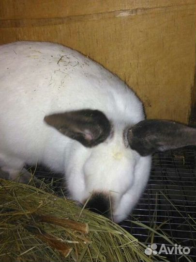 Кролики Калифорнийцы