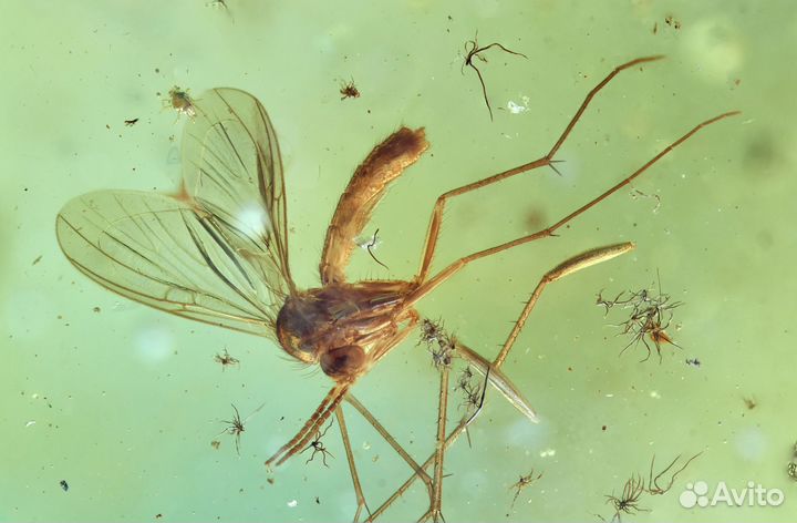 Натуральный балтийский янтарь с включением ручейни