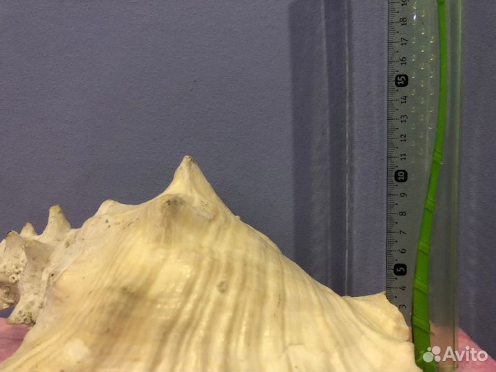 Ракушка морская большая