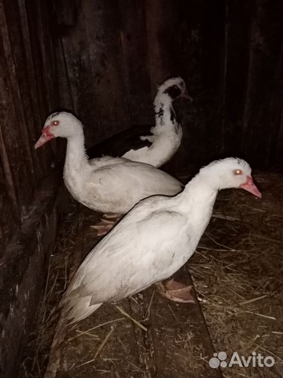 Мускусные утки индоутки индоутята