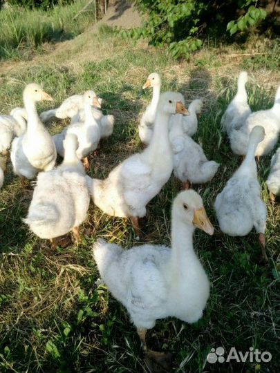 Гусята линда