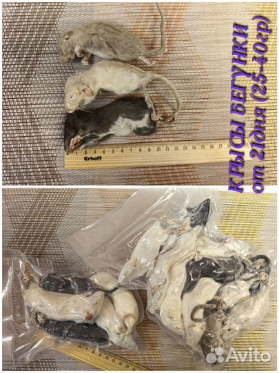 Кормовые мыши, крысы, черви, свечки (заморозка )