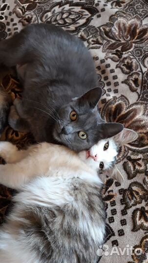 Кошка ищет дом