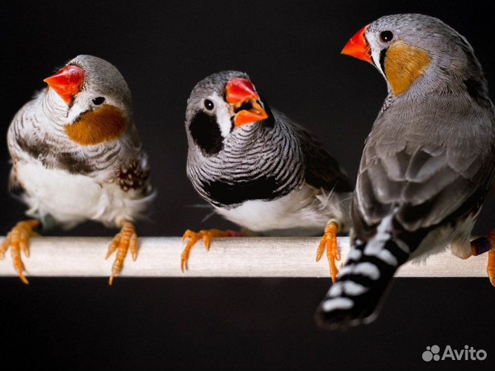 Попугаи амадины