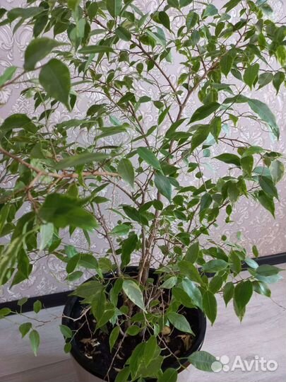 Фикус бенджамина большой